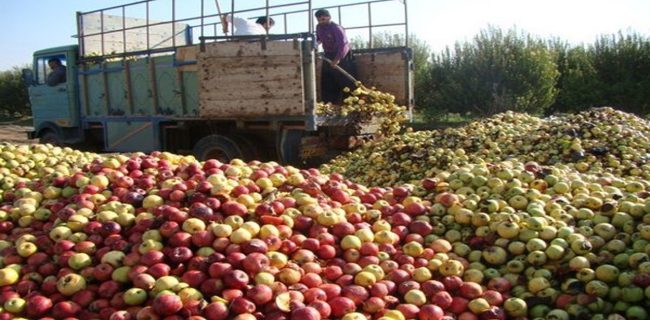 تسهیلات صادرات سیب درختی